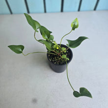 Load image into Gallery viewer, #RB12 Anthurium Cerrobaulense