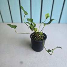 Load image into Gallery viewer, #RB12 Anthurium Cerrobaulense