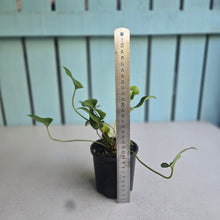 Load image into Gallery viewer, #RB12 Anthurium Cerrobaulense