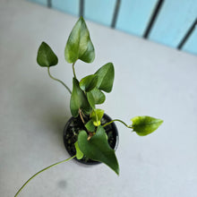 Load image into Gallery viewer, #RB12 Anthurium Cerrobaulense