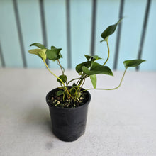 Load image into Gallery viewer, #RB12 Anthurium Cerrobaulense