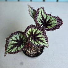 Load image into Gallery viewer, #RA6 Begonia Fireworks