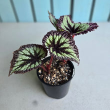 Load image into Gallery viewer, #RA6 Begonia Fireworks
