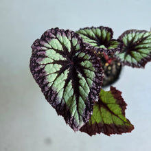Load image into Gallery viewer, #RA6 Begonia Fireworks