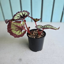 Load image into Gallery viewer, #RA6 Begonia Fireworks