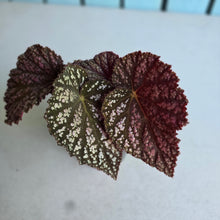 Load image into Gallery viewer, #D94 Begonia Unknown