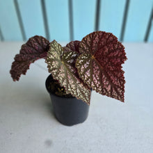 Load image into Gallery viewer, #D94 Begonia Unknown
