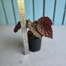 Load image into Gallery viewer, #D94 Begonia Unknown