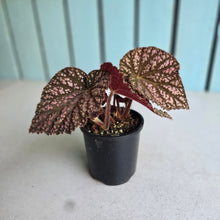 Load image into Gallery viewer, #D94 Begonia Unknown