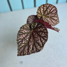 Load image into Gallery viewer, #D94 Begonia Unknown