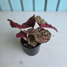 Load image into Gallery viewer, #D94 Begonia Unknown