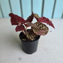 Load image into Gallery viewer, #D94 Begonia Unknown