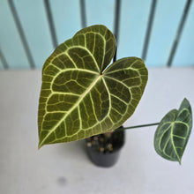 Load image into Gallery viewer, #RD48 Anthurium Clarinervium x