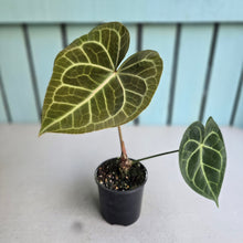 Load image into Gallery viewer, #RD48 Anthurium Clarinervium x