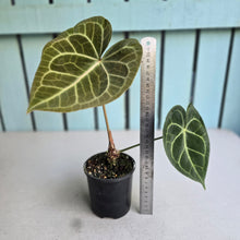 Load image into Gallery viewer, #RD48 Anthurium Clarinervium x
