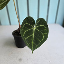 Load image into Gallery viewer, #RD48 Anthurium Clarinervium x
