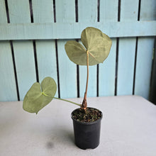 Load image into Gallery viewer, #RD48 Anthurium Clarinervium x