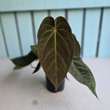 Load image into Gallery viewer, #RD35 Multi-headed Dark Anthurium NOID