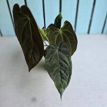 Load image into Gallery viewer, #RD35 Multi-headed Dark Anthurium NOID