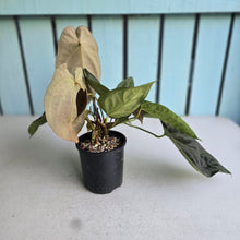 Load image into Gallery viewer, #RD35 Multi-headed Dark Anthurium NOID