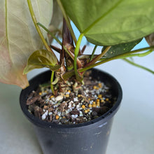 Load image into Gallery viewer, #RD35 Multi-headed Dark Anthurium NOID