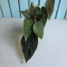 Load image into Gallery viewer, #RD35 Multi-headed Dark Anthurium NOID