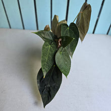 Load image into Gallery viewer, #RD35 Multi-headed Dark Anthurium NOID
