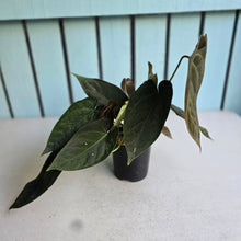 Load image into Gallery viewer, #RD35 Multi-headed Dark Anthurium NOID
