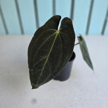 Load image into Gallery viewer, #R5 Dark Anthurium NOID