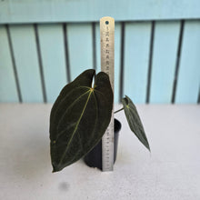 Load image into Gallery viewer, #R5 Dark Anthurium NOID