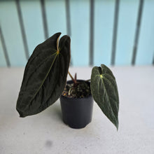 Load image into Gallery viewer, #R5 Dark Anthurium NOID