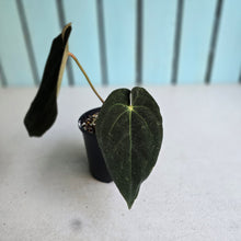 Load image into Gallery viewer, #R5 Dark Anthurium NOID