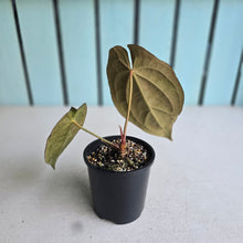 Load image into Gallery viewer, #R5 Dark Anthurium NOID