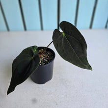 Load image into Gallery viewer, #R24 Dark Anthurium NOID