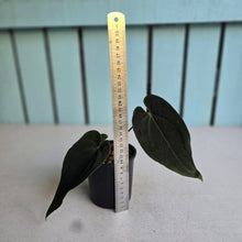 Load image into Gallery viewer, #R24 Dark Anthurium NOID