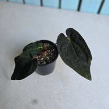 Load image into Gallery viewer, #R24 Dark Anthurium NOID