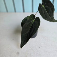 Load image into Gallery viewer, #R24 Dark Anthurium NOID