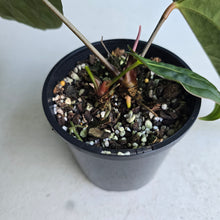 Load image into Gallery viewer, #R24 Dark Anthurium NOID