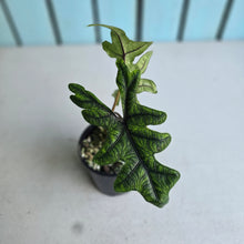 Load image into Gallery viewer, #R17 Alocasia Jacklyn