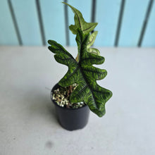 Load image into Gallery viewer, #R17 Alocasia Jacklyn
