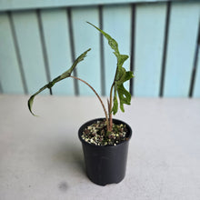 Load image into Gallery viewer, #R17 Alocasia Jacklyn