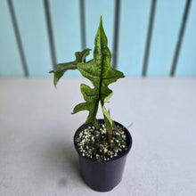 Load image into Gallery viewer, #R17 Alocasia Jacklyn