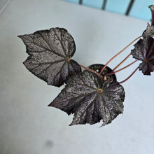 Load image into Gallery viewer, #RB15 Begonia Burgundy Sunrise