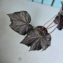 Load image into Gallery viewer, #RB15 Begonia Burgundy Sunrise