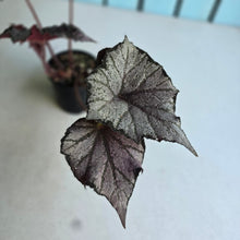Load image into Gallery viewer, #RB15 Begonia Burgundy Sunrise