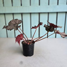 Load image into Gallery viewer, #RB15 Begonia Burgundy Sunrise