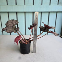 Load image into Gallery viewer, #RB15 Begonia Burgundy Sunrise