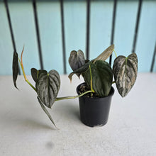 Load image into Gallery viewer, #D458 Philodendron Melanochrysum x Brandtianum