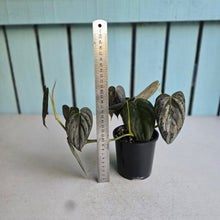 Load image into Gallery viewer, #D458 Philodendron Melanochrysum x Brandtianum