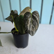 Load image into Gallery viewer, #D458 Philodendron Melanochrysum x Brandtianum